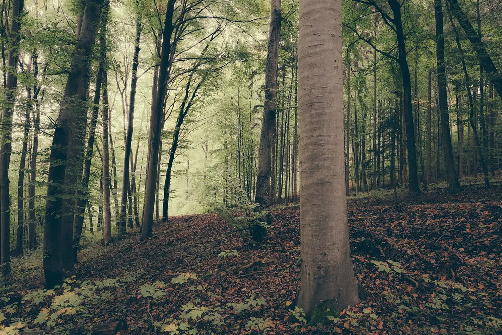 A misty forest of tall bare trees