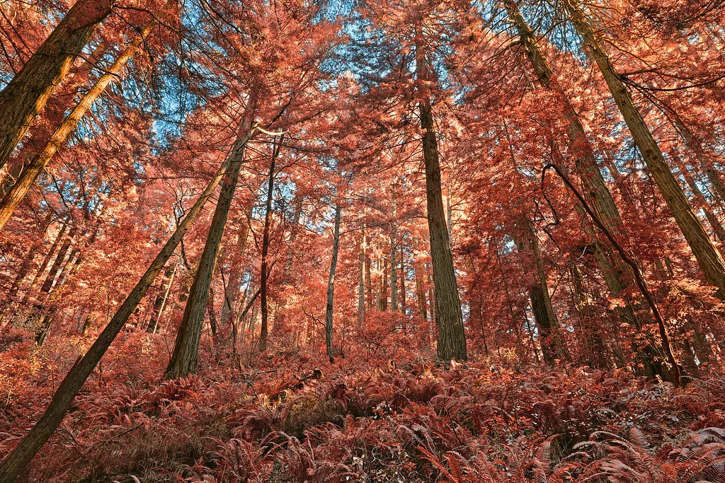 Looking up at an autumn forest canopy in red and orange